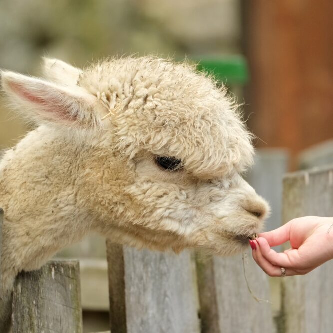 alpaca chatgpt cree moins 600 dollars