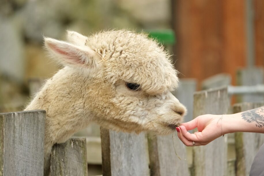 alpaca chatgpt cree moins 600 dollars