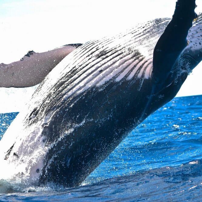 animaux sauvages carbone