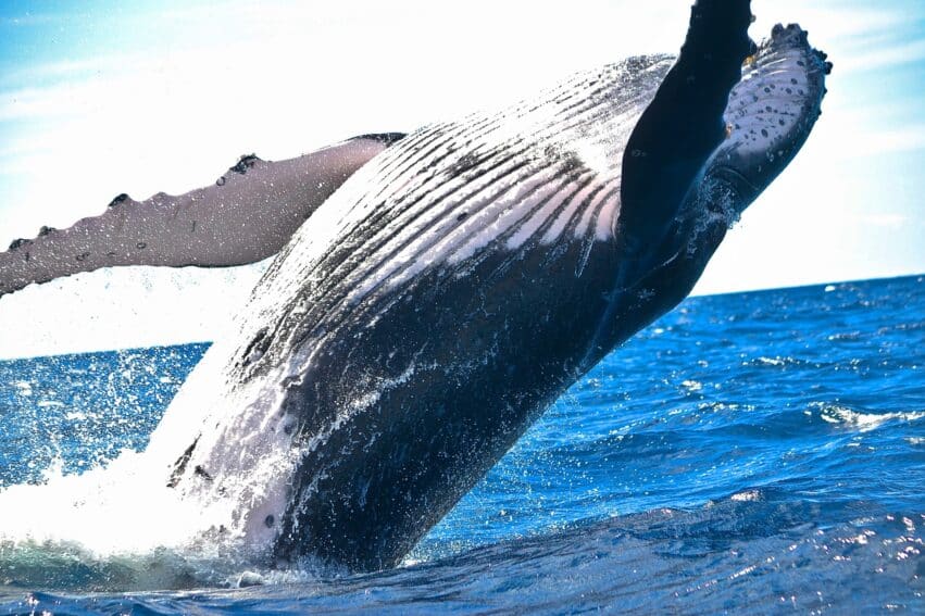 animaux sauvages carbone