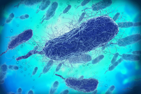 bacterie mer infection mortelle rechauffement climatique couv