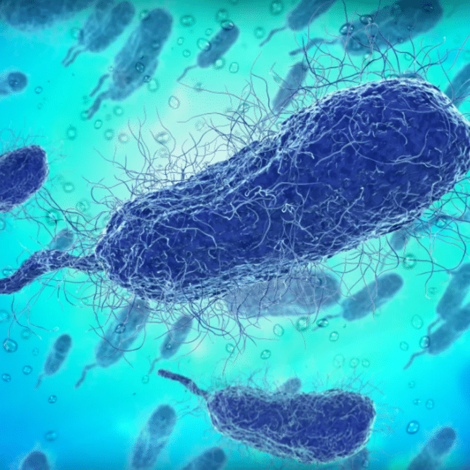 bacterie mer infection mortelle rechauffement climatique couv