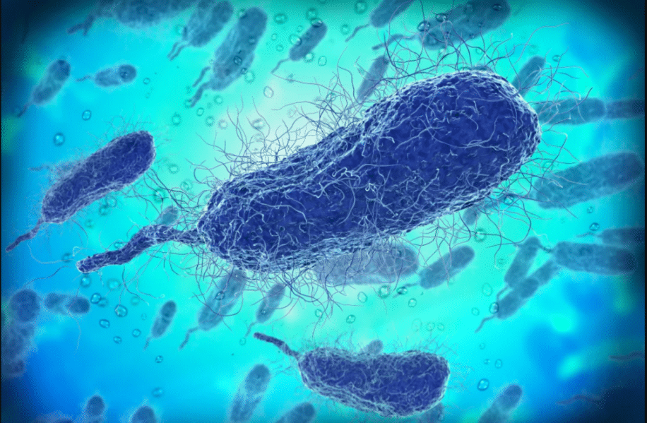 bacterie mer infection mortelle rechauffement climatique couv