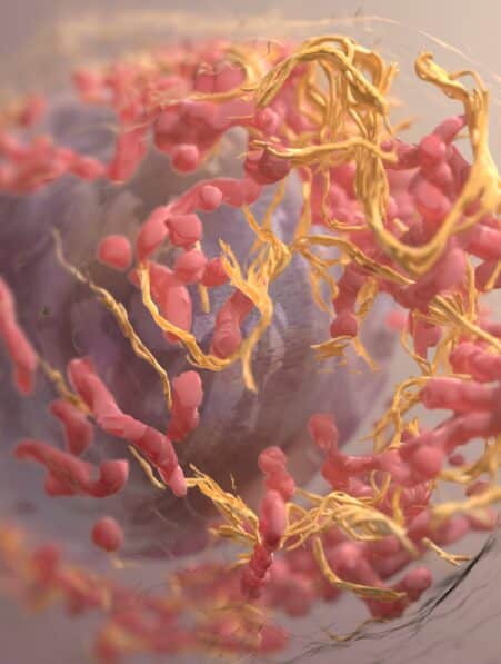 cancereuse immunitaires vaccin cancer