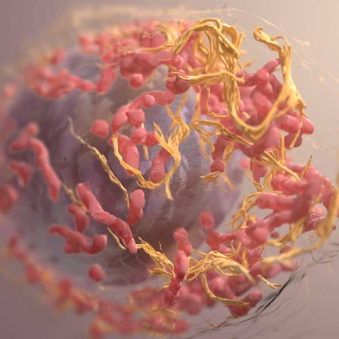 cancereuse immunitaires vaccin cancer