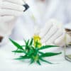 cannabis huile cbd nouveau traitement couv