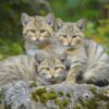 domestication chat affection sincere humains couv