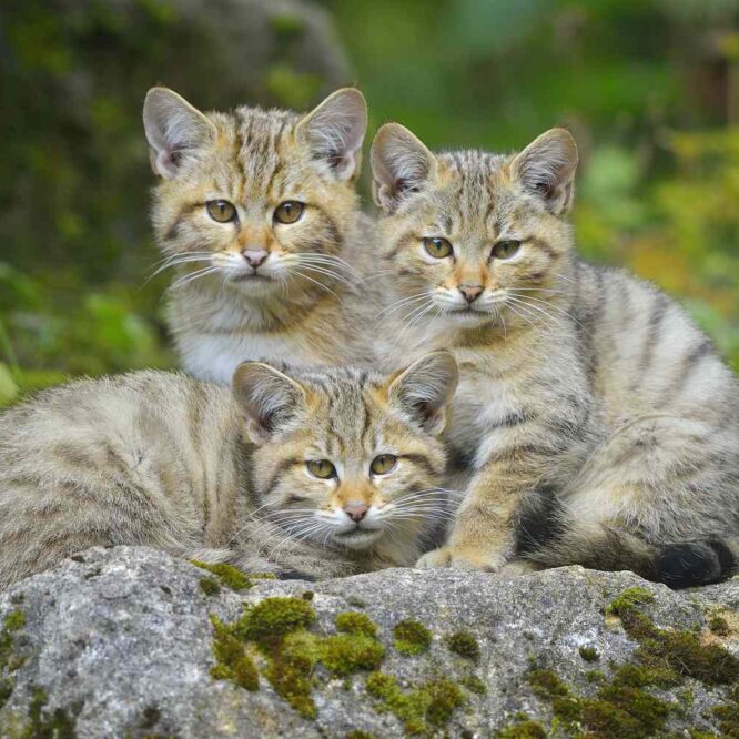 domestication chat affection sincere humains couv