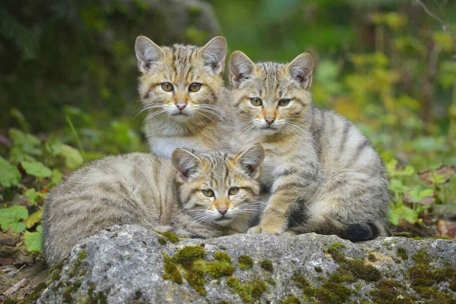 domestication chat affection sincere humains couv