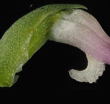 nouvelle espece orchidee sculpture verre