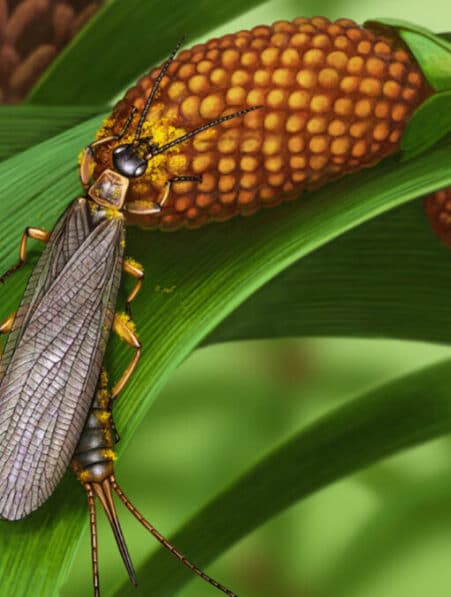 plus ancien insecte pollinisateur 280