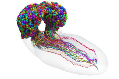 première carte complète neurones cerveau insecte