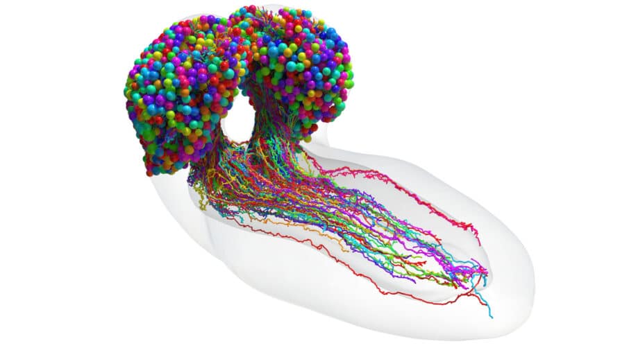 première carte complète neurones cerveau insecte