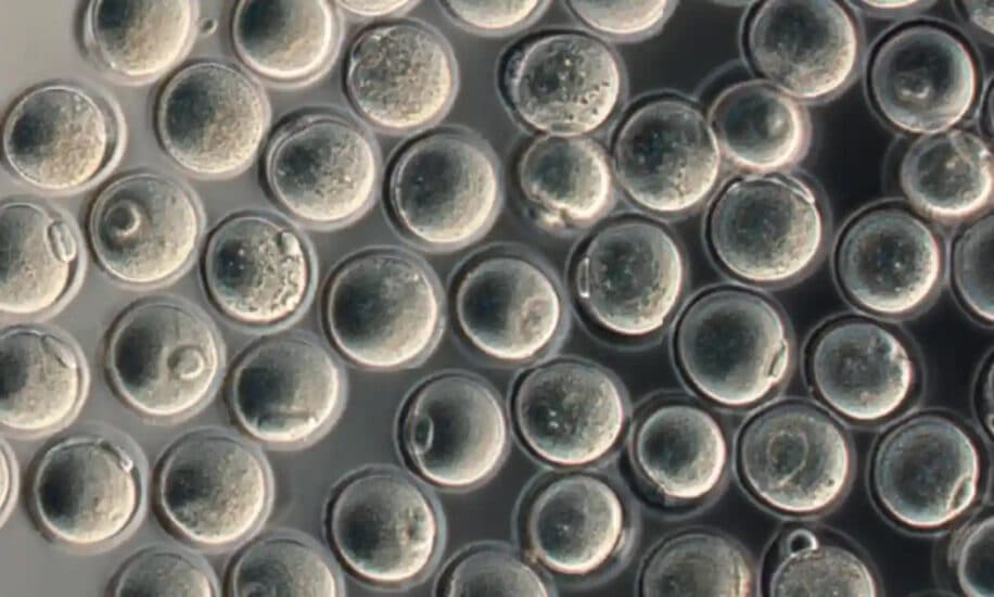 premiers ovules souris deux mâles
