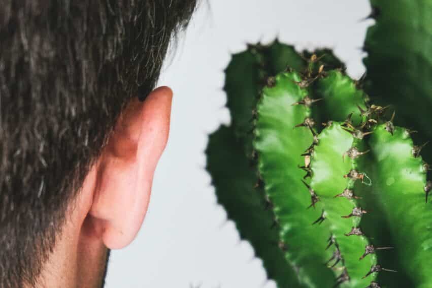 stress son plantes jamais percu