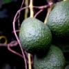 faire pousser avocatier france