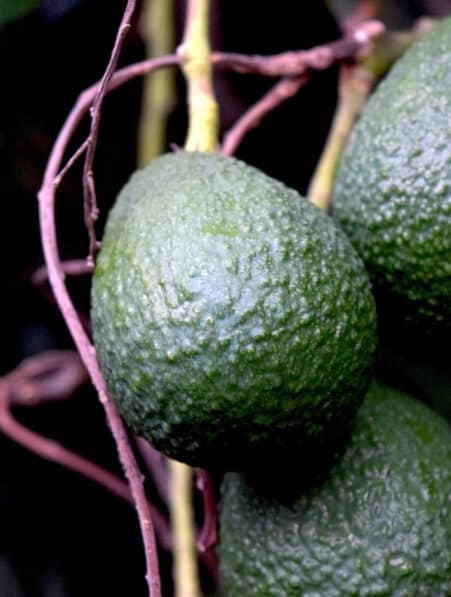 faire pousser avocatier france