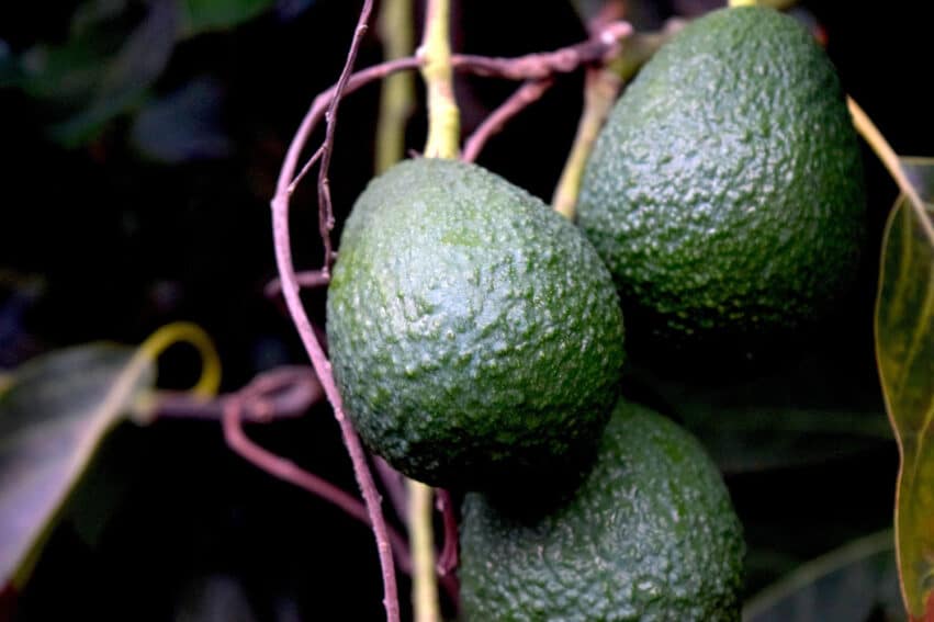 faire pousser avocatier france
