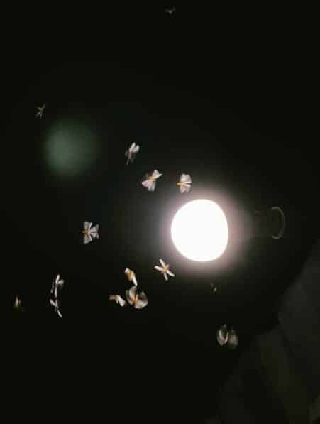 insecte pas attire pieges lumiere