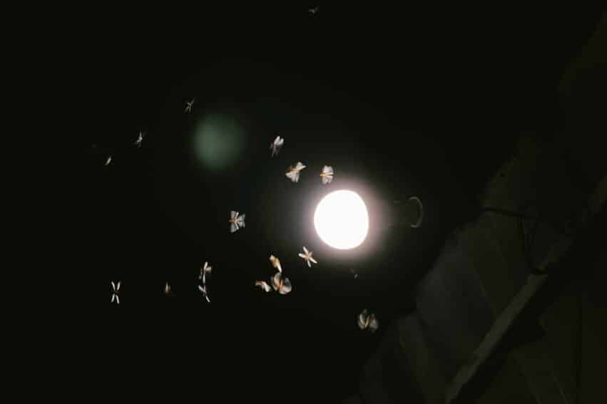 insecte pas attire pieges lumiere