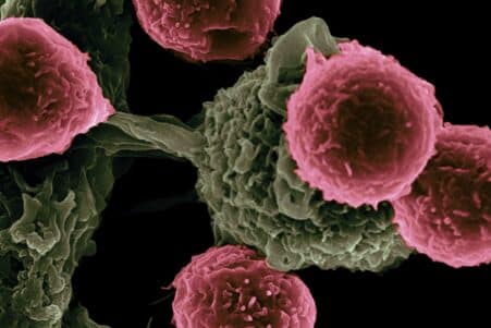melanome proteine resistantes