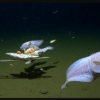 poisson le plus profond du monde