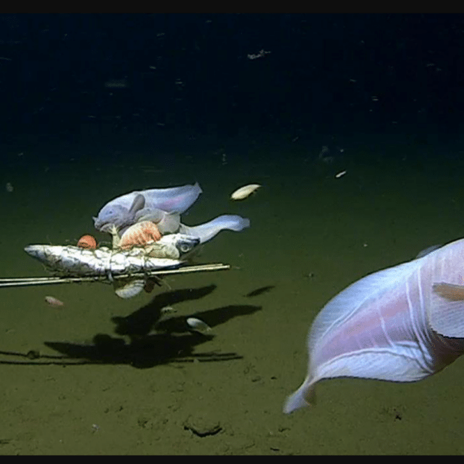 poisson le plus profond du monde