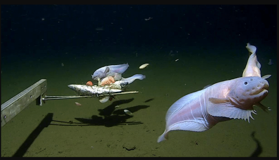 poisson le plus profond du monde