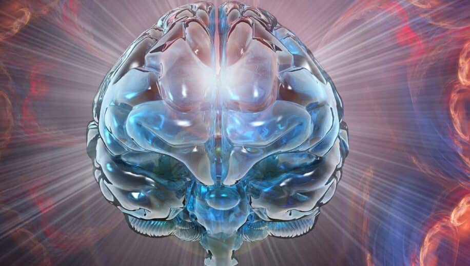 hasard chance mutation evolution cerveau humain couv