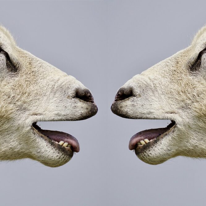 intelligences artificielles parler aux animaux couv