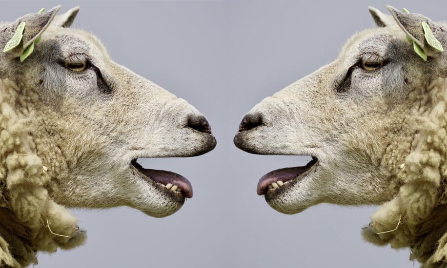 intelligences artificielles parler aux animaux couv
