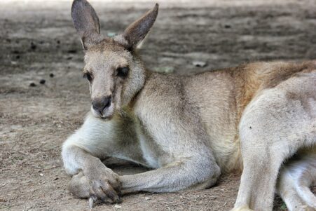marsupiaux evolue mammiferes