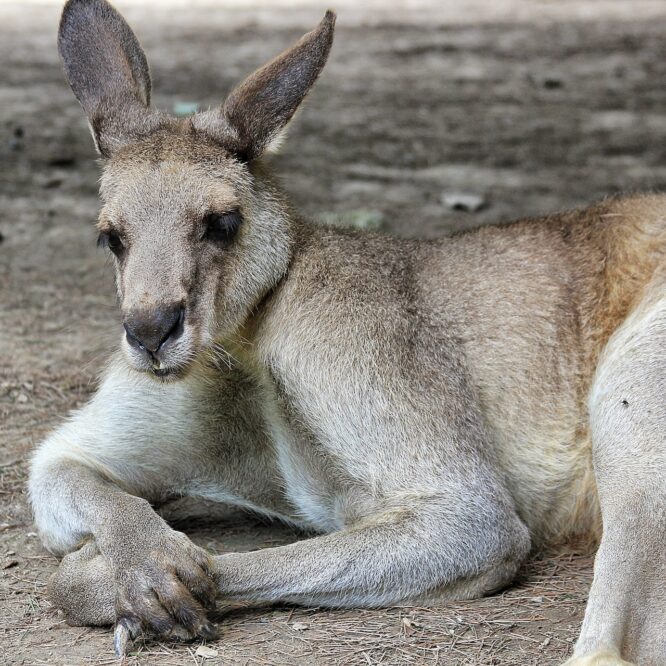 marsupiaux evolue mammiferes