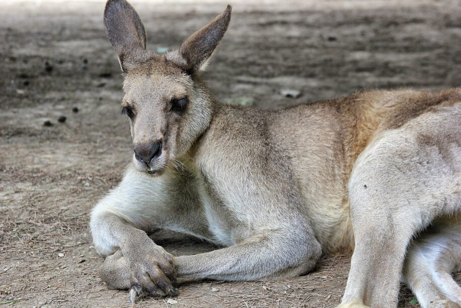 marsupiaux evolue mammiferes