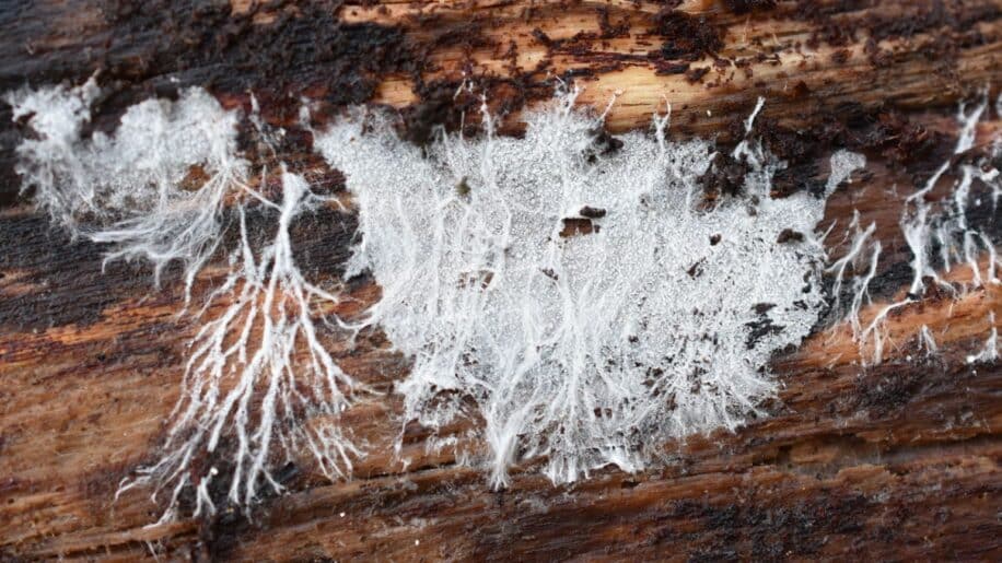 materiau biodegradable durable auto reparable mycelium couv