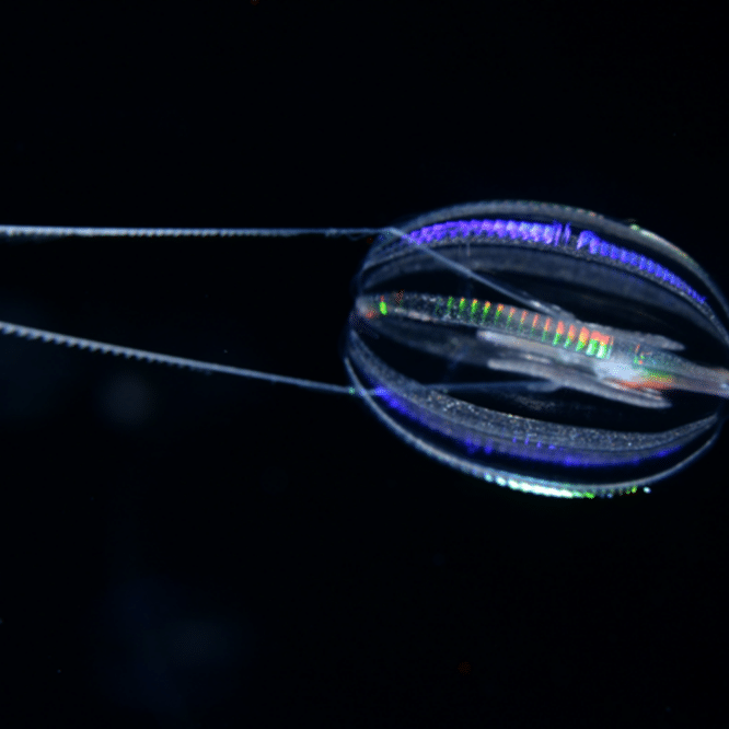 premiers animaux meduse eponge