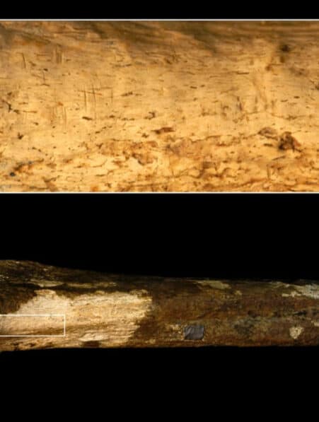 ancetre cannibalisme 145 million annees