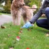 dejections chien contamination eau risque sante couv