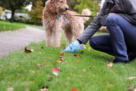 dejections chien contamination eau risque sante couv