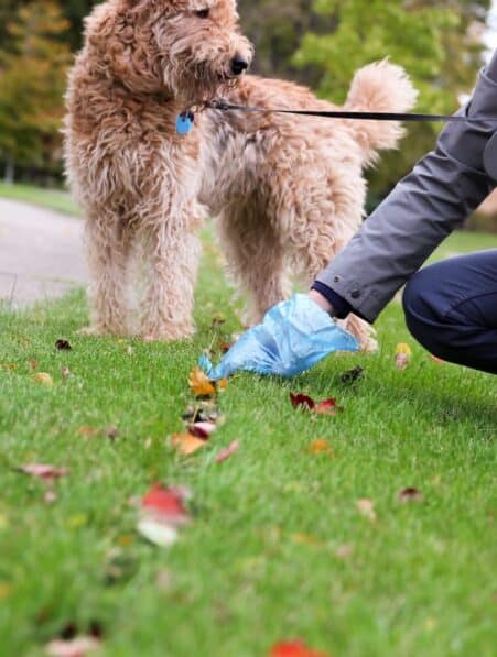 dejections chien contamination eau risque sante couv