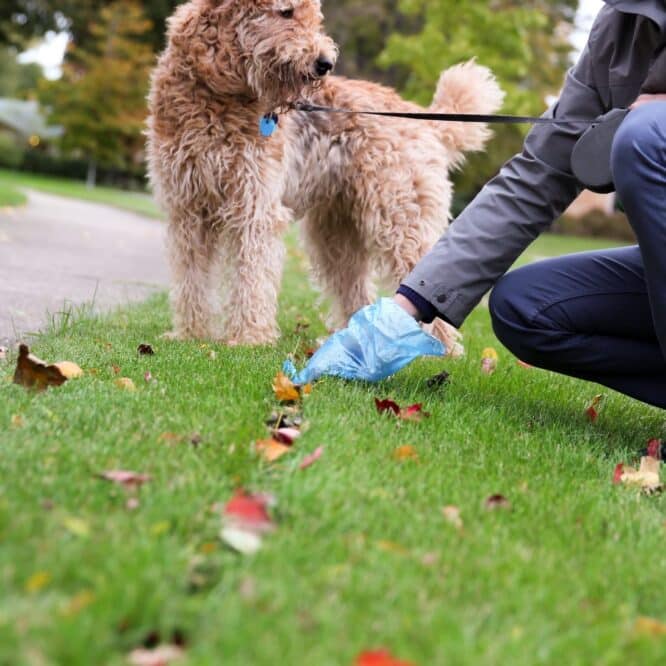 dejections chien contamination eau risque sante couv