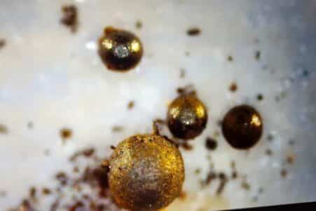 fragments presume premier objet interstellaire