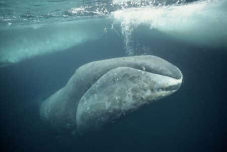 longevite resistance cancer reparation adn baleine couv