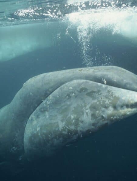 longevite resistance cancer reparation adn baleine couv