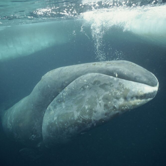 longevite resistance cancer reparation adn baleine couv