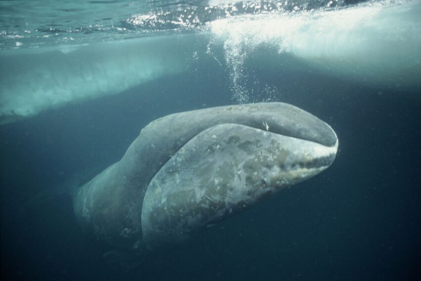 longevite resistance cancer reparation adn baleine couv