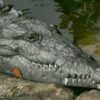 naissance vierge crocodile americain inedit couv