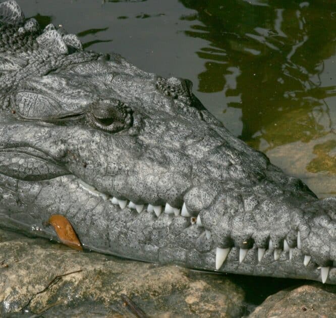 naissance vierge crocodile americain inedit couv