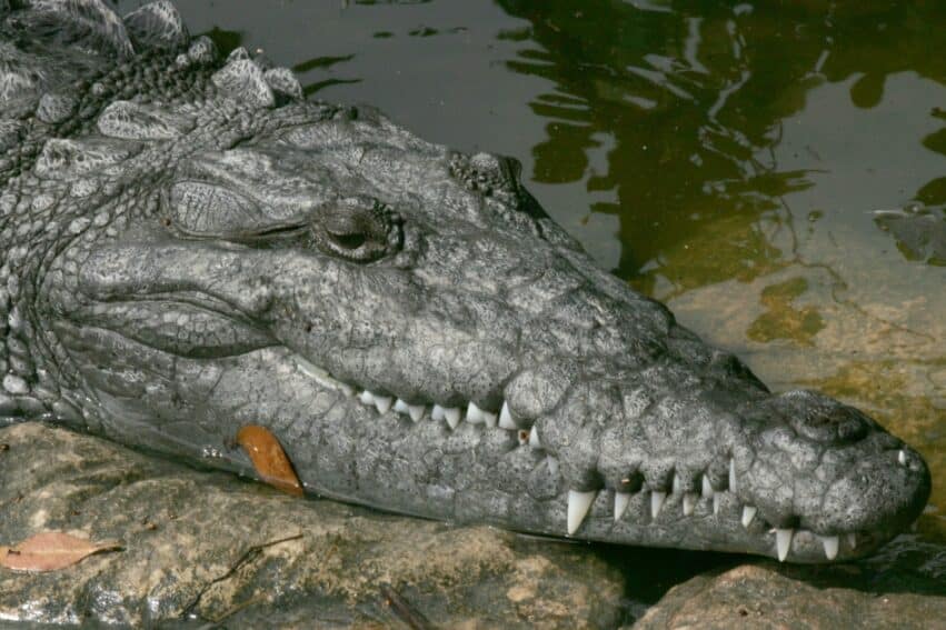 naissance vierge crocodile americain inedit couv