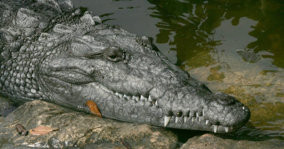 naissance vierge crocodile americain inedit couv
